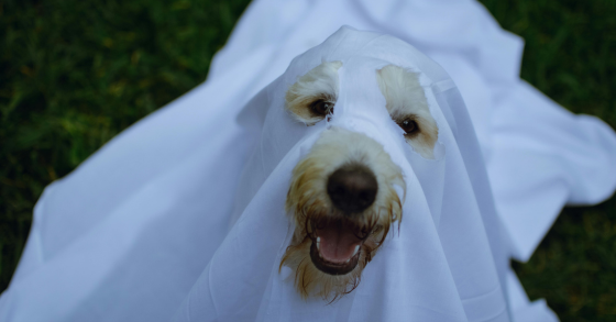 Dog wearing a bedsheet for Hallowe'en to look like a ghost