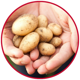 Potatoes in someones hand 