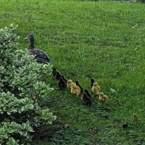 image of ducks on campus